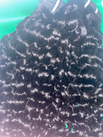 Raw Burmese Curl